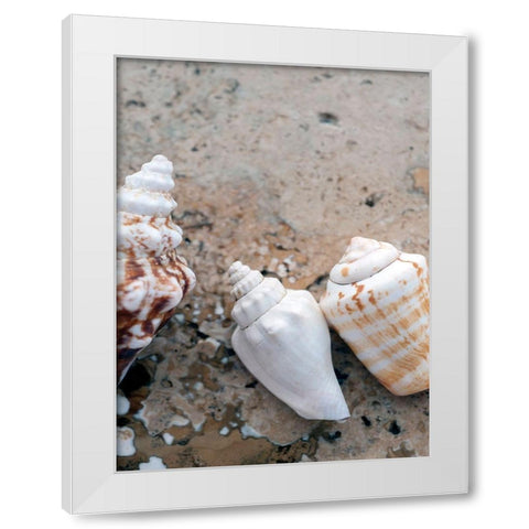Gifts of the Shore IV White Modern Wood Framed Art Print by Ray, Elena