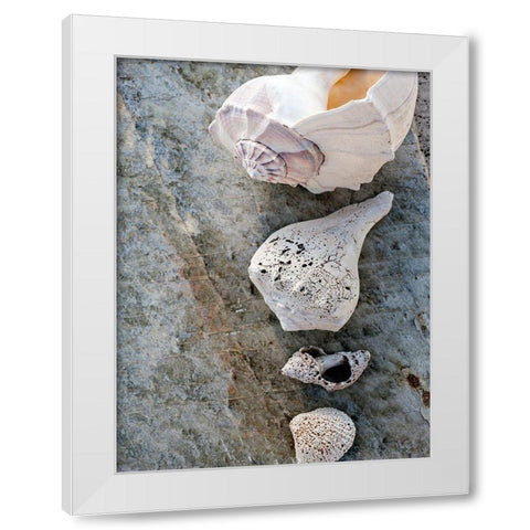 Gifts of the Shore IX White Modern Wood Framed Art Print by Ray, Elena
