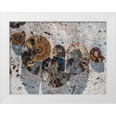 Gifts of the Shore XIV White Modern Wood Framed Art Print by Ray, Elena