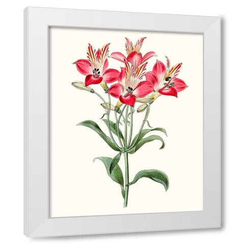 Roseate Blooms I White Modern Wood Framed Art Print by Vision Studio