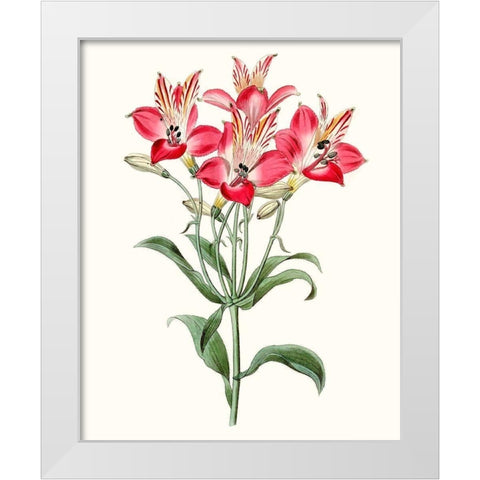 Roseate Blooms I White Modern Wood Framed Art Print by Vision Studio