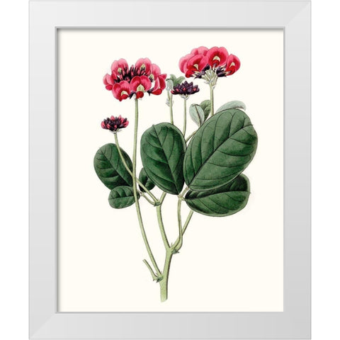 Roseate Blooms III White Modern Wood Framed Art Print by Vision Studio