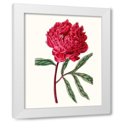 Roseate Blooms IV White Modern Wood Framed Art Print by Vision Studio