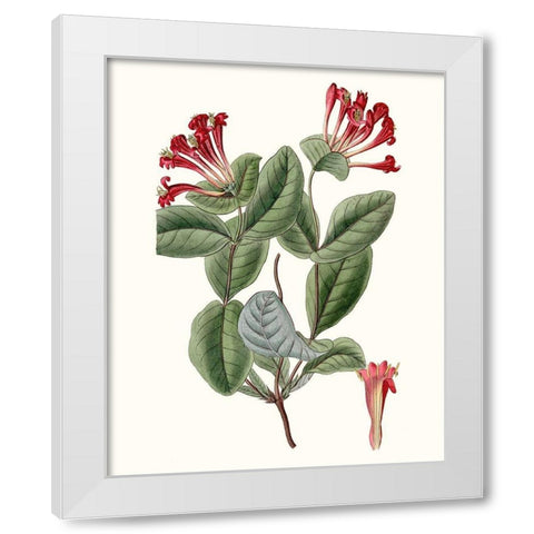 Roseate Blooms V White Modern Wood Framed Art Print by Vision Studio