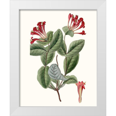 Roseate Blooms V White Modern Wood Framed Art Print by Vision Studio