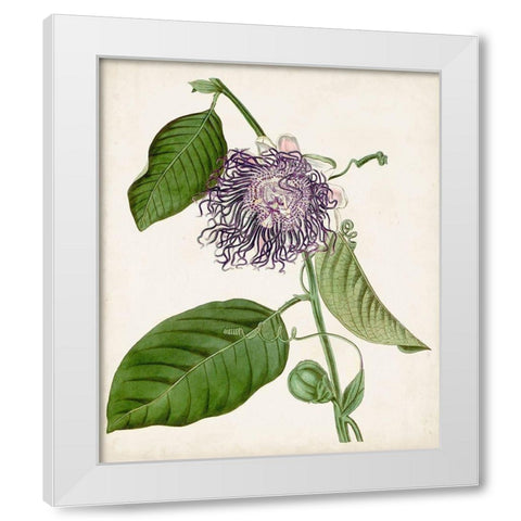 Vintage Passionflower I White Modern Wood Framed Art Print by Vision Studio