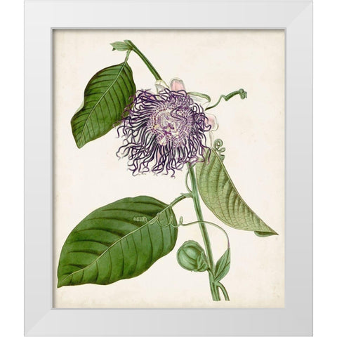 Vintage Passionflower I White Modern Wood Framed Art Print by Vision Studio