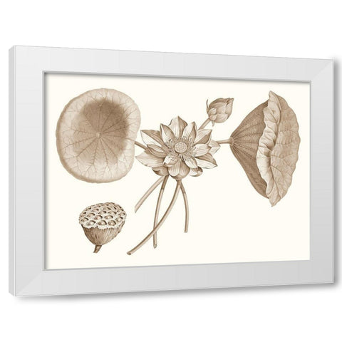 Sepia Water Lily I White Modern Wood Framed Art Print by Vision Studio