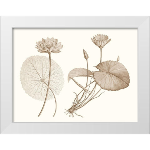 Sepia Water Lily II White Modern Wood Framed Art Print by Vision Studio