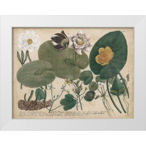 European White Waterlily White Modern Wood Framed Art Print by Weinmann