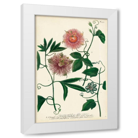 Antique Passion Flower I White Modern Wood Framed Art Print by Weinmann