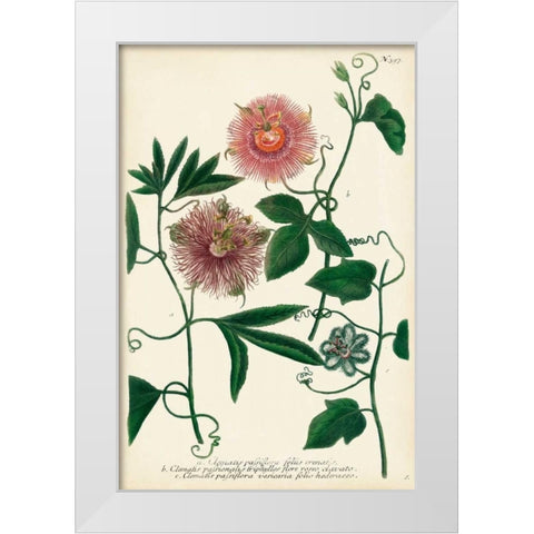 Antique Passion Flower I White Modern Wood Framed Art Print by Weinmann