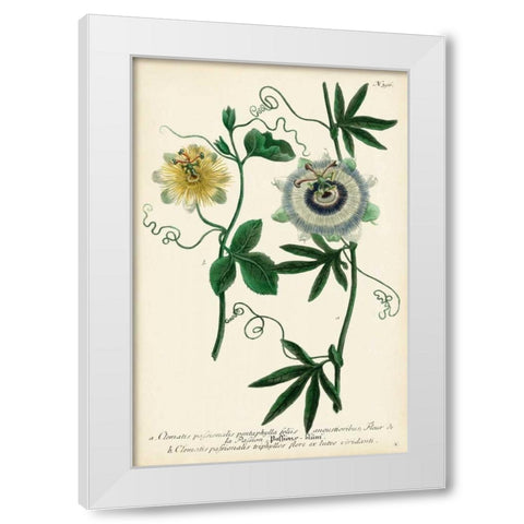 Antique Passion Flower II White Modern Wood Framed Art Print by Weinmann