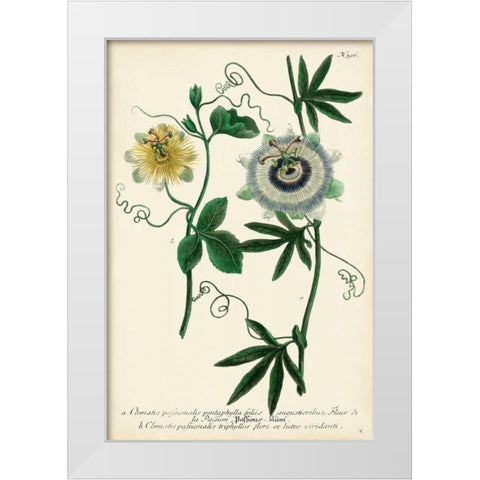 Antique Passion Flower II White Modern Wood Framed Art Print by Weinmann
