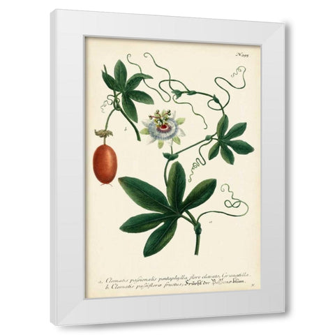 Antique Passion Flower III White Modern Wood Framed Art Print by Weinmann