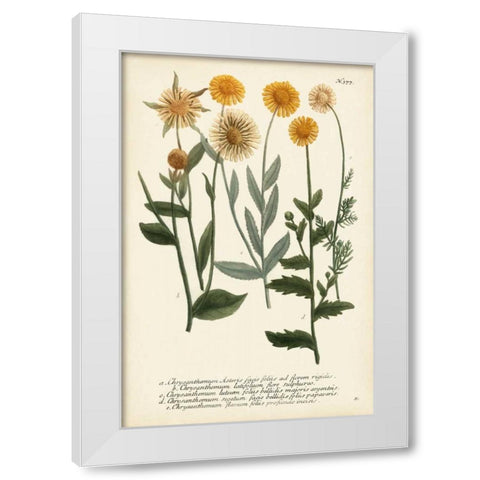 Saffron Garden III White Modern Wood Framed Art Print by Weinmann