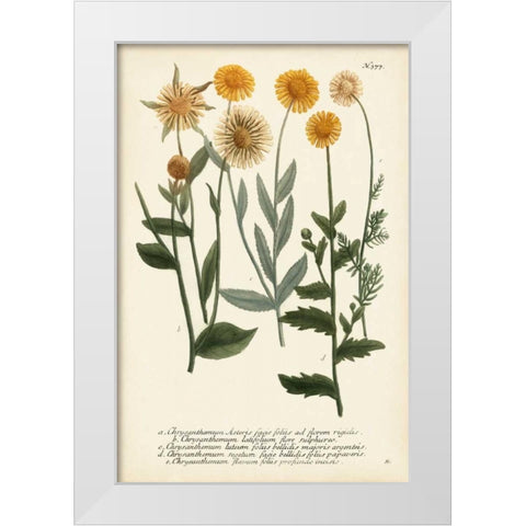 Saffron Garden III White Modern Wood Framed Art Print by Weinmann
