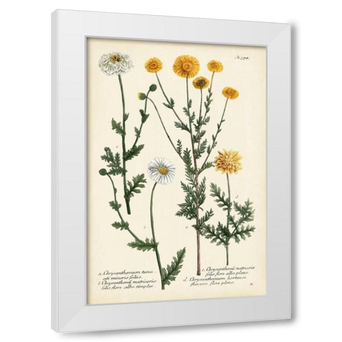 Saffron Garden IV White Modern Wood Framed Art Print by Weinmann