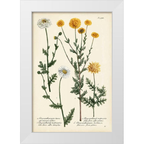 Saffron Garden IV White Modern Wood Framed Art Print by Weinmann