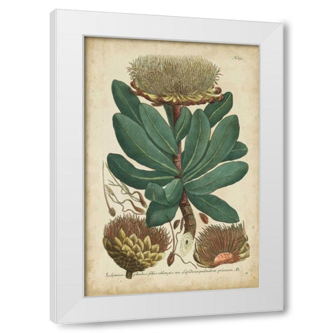 Weinmann Foliage and Fruit I White Modern Wood Framed Art Print by Weinmann
