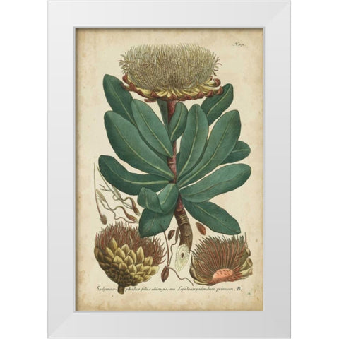 Weinmann Foliage and Fruit I White Modern Wood Framed Art Print by Weinmann