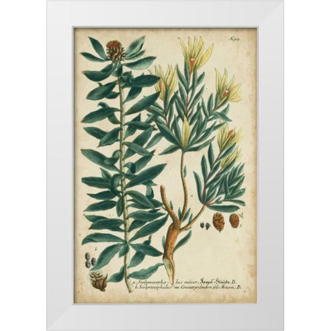 Weinmann Foliage and Fruit IV White Modern Wood Framed Art Print by Weinmann