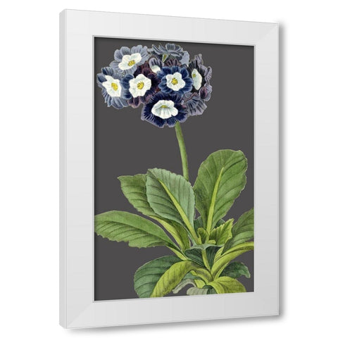 30x18 Midnight Garden Varieties IV (ASH) White Modern Wood Framed Art Print by Vision Studio