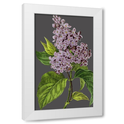 30x18 Midnight Garden Varieties V (ASH) White Modern Wood Framed Art Print by Vision Studio