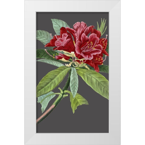 30x18 Midnight Garden Varieties VII (ASH) White Modern Wood Framed Art Print by Vision Studio