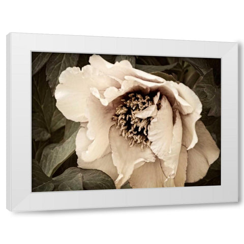 Golden Era Peony III White Modern Wood Framed Art Print by Perry, Rachel
