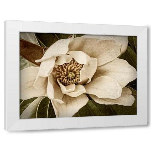 Classic Magnolia I White Modern Wood Framed Art Print by Perry, Rachel
