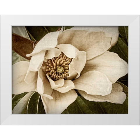 Classic Magnolia I White Modern Wood Framed Art Print by Perry, Rachel