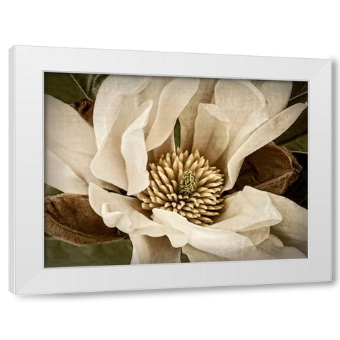 Classic Magnolia II White Modern Wood Framed Art Print by Perry, Rachel