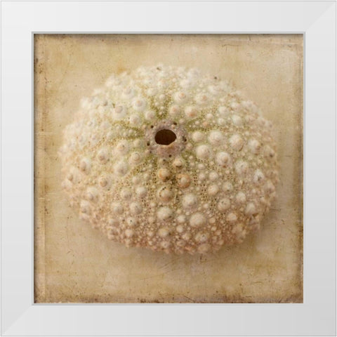 Sepia Shell II White Modern Wood Framed Art Print by Stalus, Judy