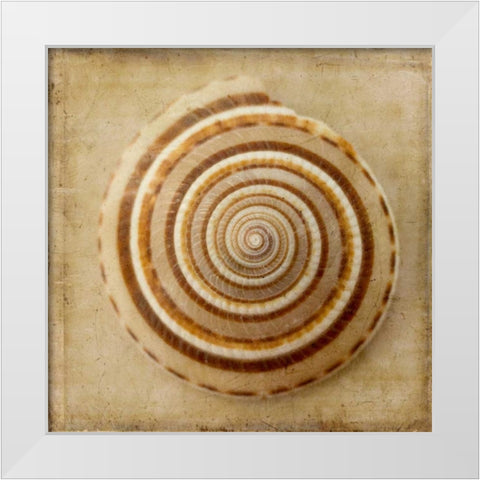 Sepia Shell V White Modern Wood Framed Art Print by Stalus, Judy