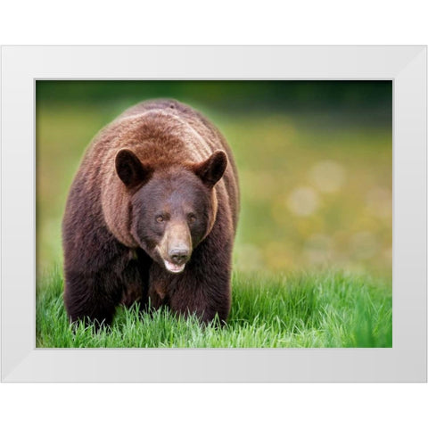 Bears at Play III White Modern Wood Framed Art Print by PHBurchett