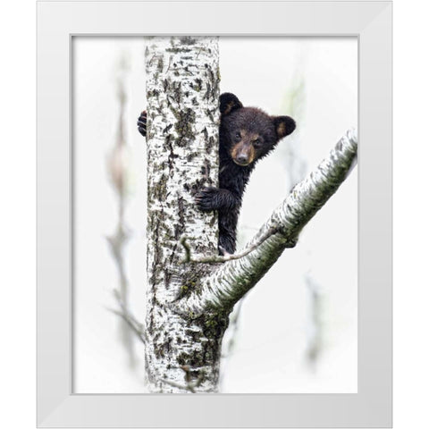 Bears at Play V White Modern Wood Framed Art Print by PHBurchett