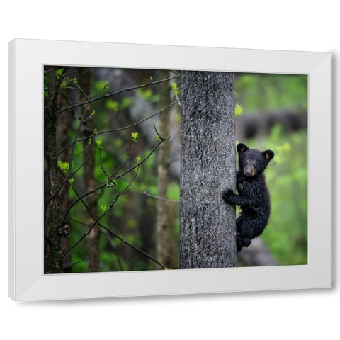 Bears at Play VI White Modern Wood Framed Art Print by PHBurchett