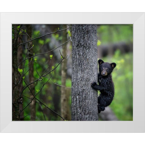 Bears at Play VI White Modern Wood Framed Art Print by PHBurchett