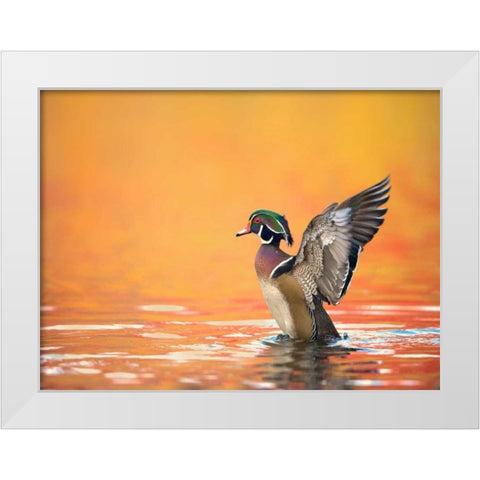 Water Bird Glimpse III White Modern Wood Framed Art Print by Burchett, PH