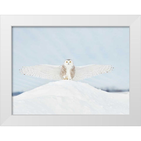 Owl in Flight III White Modern Wood Framed Art Print by Burchett, PH
