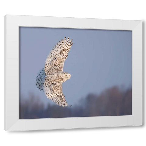 Owl in Flight V White Modern Wood Framed Art Print by Burchett, PH