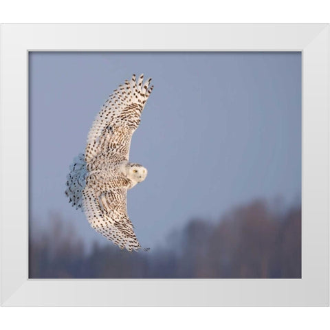Owl in Flight V White Modern Wood Framed Art Print by Burchett, PH