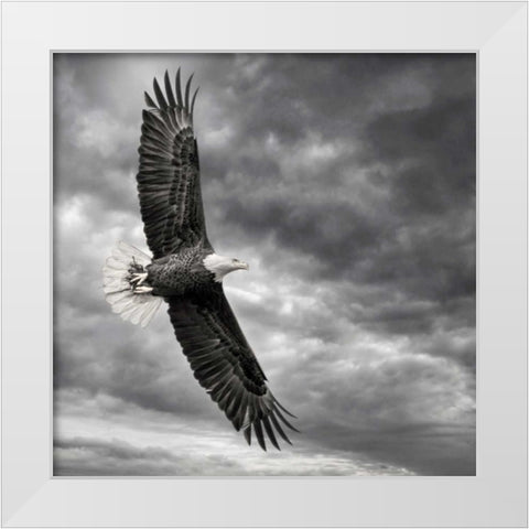 Eagle in Flight White Modern Wood Framed Art Print by Burchett, PH