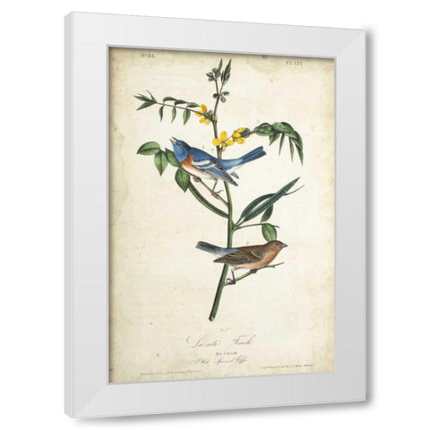 Delicate Bird and Botanical IV White Modern Wood Framed Art Print by Audubon, John James