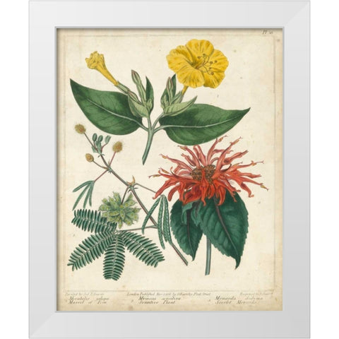 Summer Beauties I White Modern Wood Framed Art Print by Edwards, Sydenham
