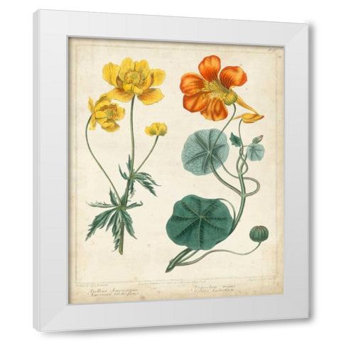 Summer Beauties II White Modern Wood Framed Art Print by Edwards, Sydenham