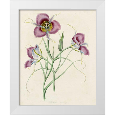 Lavender Blooms I White Modern Wood Framed Art Print by Unknown
