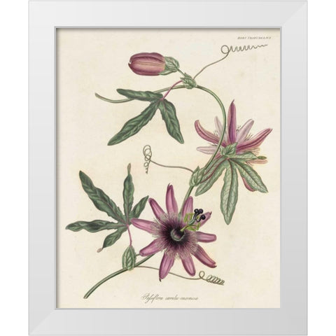 Lavender Blooms II White Modern Wood Framed Art Print by Unknown
