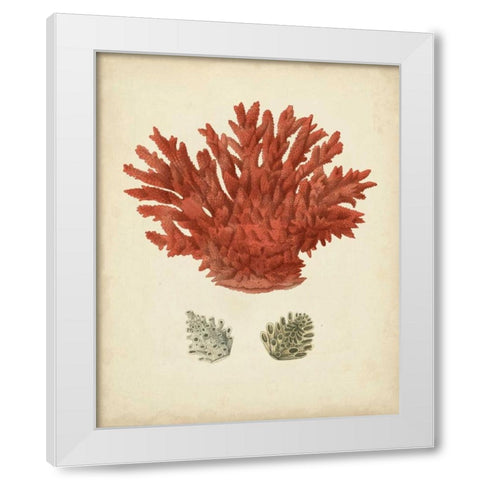 Antique Red Coral III White Modern Wood Framed Art Print by Vision Studio